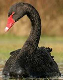 The next black swan event might be manufactured right here at home.